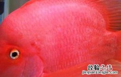 财神鱼和什么鱼一起养合适 财神鱼和什么鱼一起养