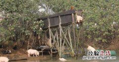 湖南朱永华跳水养猪