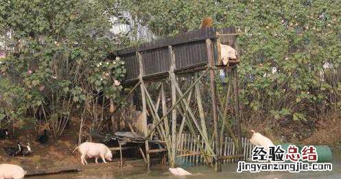 湖南朱永华跳水养猪