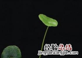 中国古代品茶方法 古代茶文化知识之古代沏茶方法