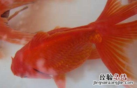 金鱼失鳔病怎么办 金鱼得了鱼鳔失调症怎么办