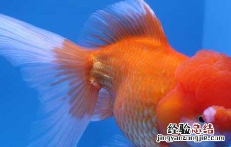 金鱼失鳔病怎么办 金鱼得了鱼鳔失调症怎么办