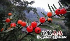 红豆杉果实的正确食用方法 红豆杉果实的吃法