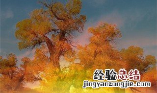 喀什葛尔胡杨是什么意思 喀什葛尔胡杨的意思是什么
