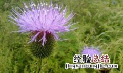 刺儿菜的吃法 刺儿菜的吃法怎么做