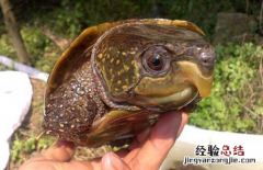 鹰嘴龟怎么养殖 鹰嘴龟怎么养殖方法