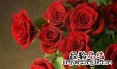 梦见玫瑰花什么意思 梦见玫瑰花开什么意思