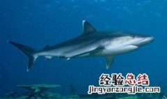 梦到鲨鱼是什么意思解梦 梦到鲨鱼是什么意思