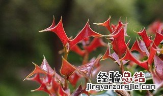 枸骨根的功效与作用 枸骨根的功效与作用及禁忌