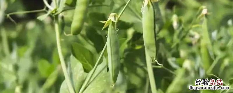 越冬豌豆的种植方法和时间，一亩需要多少种子