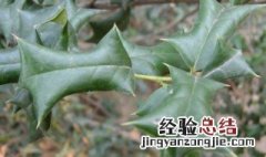 猫儿刺的功效与作用 猫儿刺的功效与作用及禁忌