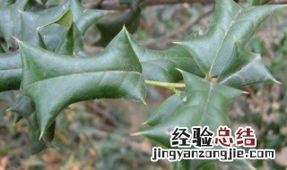 猫儿刺的功效与作用 猫儿刺的功效与作用及禁忌