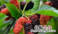 吃完桑葚怎么洗手 吃完桑葚漱口的方法