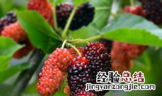 吃完桑葚怎么洗手 吃完桑葚漱口的方法