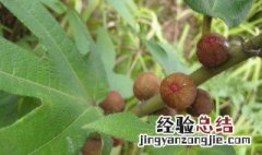 五指有什么功效 五指的功效与作用及食用方法