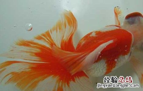 金鱼身上有白点怎么治 金鱼身上有白点怎么治图片