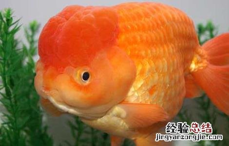 金鱼身上有白点怎么治 金鱼身上有白点怎么治图片