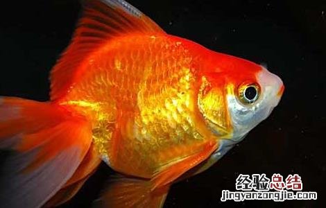 金鱼身上有白点怎么治 金鱼身上有白点怎么治图片