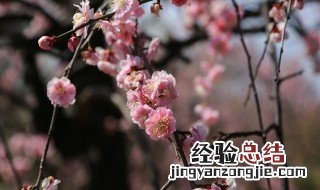 新鲜腊梅花怎么做茶 新鲜腊梅花怎么制成茶