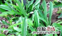 曲曲菜泡水喝的功效与作用 干曲曲菜泡水的功效与作用