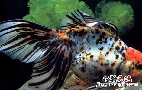 金鱼掉鳞是怎么回事 金鱼掉鱼鳞怎么回事