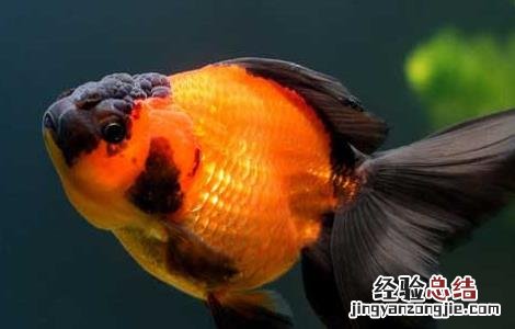金鱼掉鳞是怎么回事 金鱼掉鱼鳞怎么回事