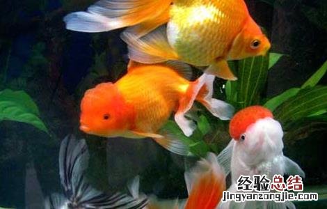 金鱼掉鳞是怎么回事 金鱼掉鱼鳞怎么回事