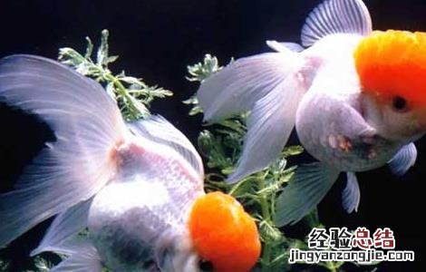 金鱼尾巴烂了怎么办 金鱼尾巴烂了怎么办?