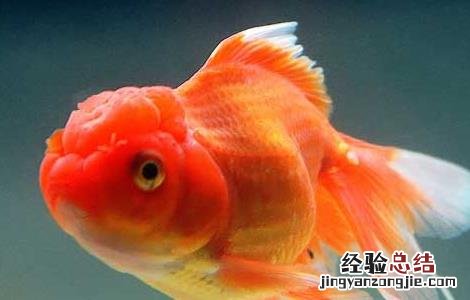 金鱼尾巴烂了怎么办 金鱼尾巴烂了怎么办?