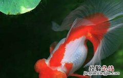 金鱼尾巴烂了怎么办 金鱼尾巴烂了怎么办?