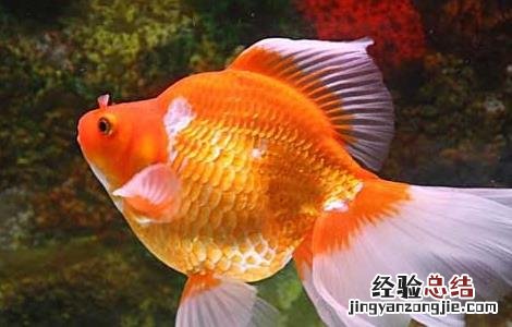 金鱼肠炎病怎么治疗 金鱼肠炎病怎么治疗视频