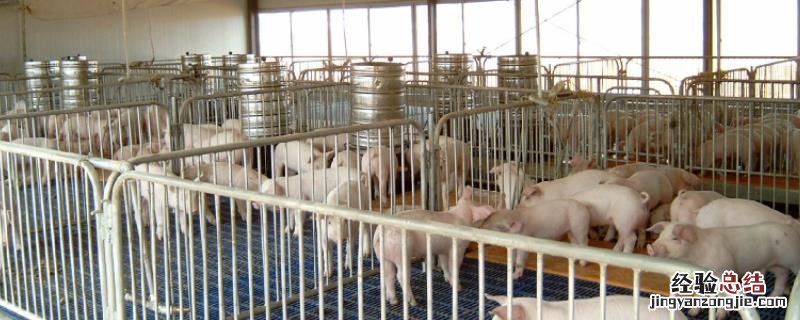 猪吃生玉米还是熟玉米有营养，怎么解决猪吃新玉米拉稀