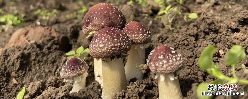 赤松茸种植技术及亩效益，一亩多少成本