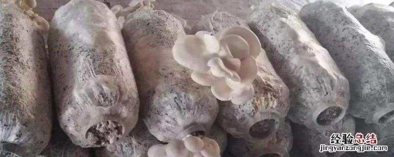 玉米芯平菇种植最简单方法,怎样配料合适