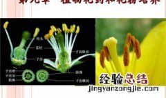 花药离体培养的原理 大家了解吗