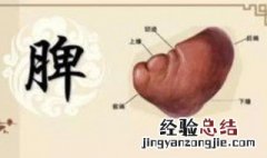 脾健康的症状 需要健脾的症状