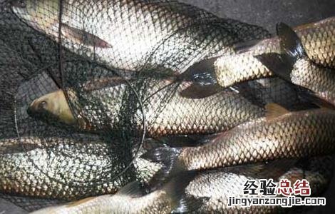 钓草鱼用什么打窝好 钓草鱼用什么打窝比较好