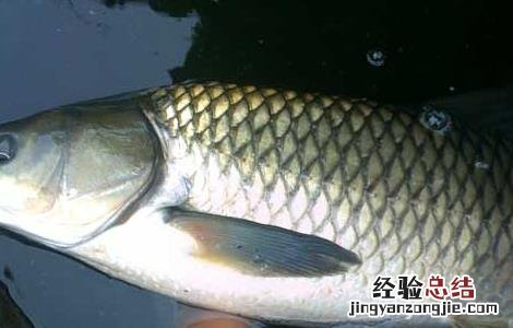 钓草鱼用什么打窝好 钓草鱼用什么打窝比较好