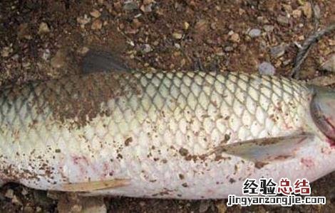 钓草鱼用什么打窝好 钓草鱼用什么打窝比较好