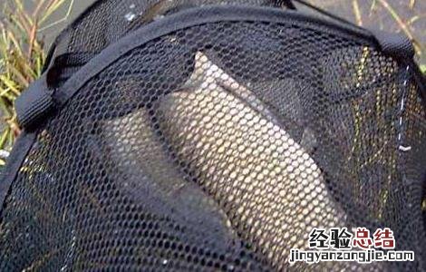 钓草鱼用什么打窝好 钓草鱼用什么打窝比较好