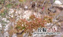 花椒开花能不能修剪呢 花椒开花能不能修剪