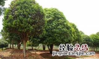桂花树什么季节栽树成活率高 桂花树什么季节栽最好活