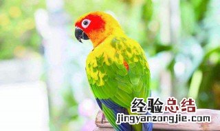 鹦鹉漆怎么喷效果好 鹦鹉漆怎么喷效果好看
