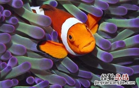 小丑鱼是淡水鱼吗 小丑鱼是淡水鱼吗?