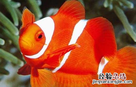 小丑鱼是淡水鱼吗 小丑鱼是淡水鱼吗?