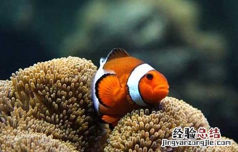 小丑鱼是淡水鱼吗 小丑鱼是淡水鱼吗?