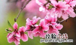 桃花是什么季节开的最佳答案 桃花什么是什么季节开