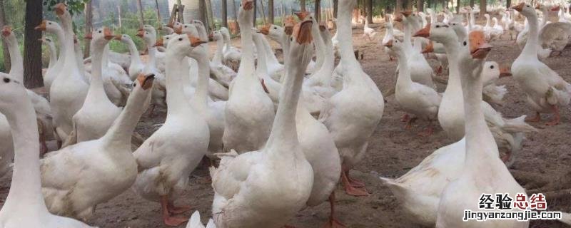 鹅冬天下蛋吗，鹅生软壳蛋是什么原因，有什么土法治疗