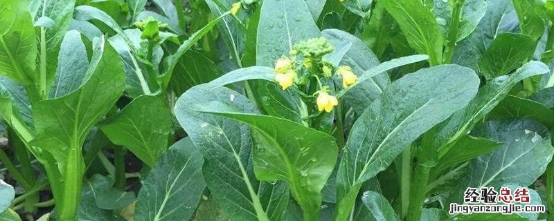 青菜种植方法，周期是多久，种植过程中需要注意什么