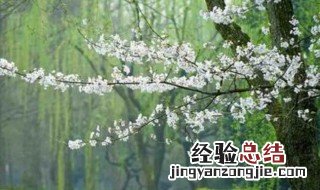 杏花春雨江南写一段话 形容杏花春雨江南的一段话